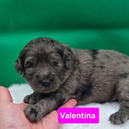 Valentina - Blue merle female Bernedoodle puppy in Summerville, South Carolina from Channys Doodles