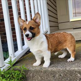 Lark - Sable female Pembroke Welsh Corgi puppy in Pine Village, Indiana from NL Horsemanship