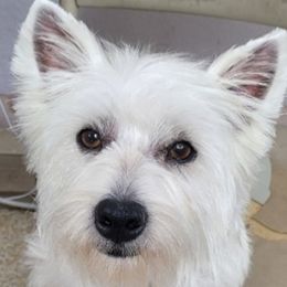 Bonnie - West Highland White Terrier