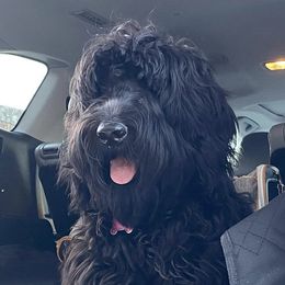 Bubble - Goldendoodle