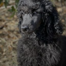 Poodles from Elizabeth's Poodles