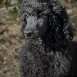 Poodles from Elizabeth's Poodles