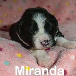 Miranda - female Sporty Mix puppy in Richland, Michigan from Seay's Sporty Mixes