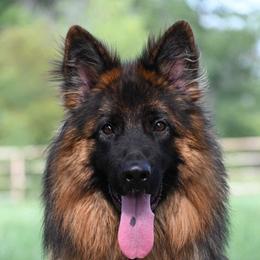 Ornella - Black and red female German Shepherd puppy in Azle, Texas from Nuckols-Alsup Canines German Shepherds
