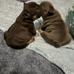 Lilly - Liver female French Bulldog puppy in Houston, Alabama from Orderofthebulldogs, LLC