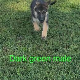 Dark green - Black and red male German Shepherd puppy in Greentown, Indiana from AK