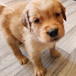 Boy 6 - Dark golden male Golden Retriever puppy in Payson, Arizona from Bullet Retrievers