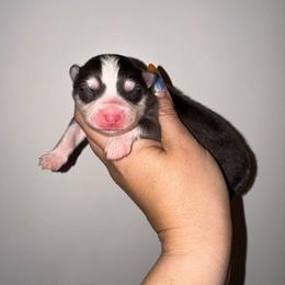 Girl 2 - Gray and white female Pomsky puppy in La Verne, California from Red Cedar Pomskies