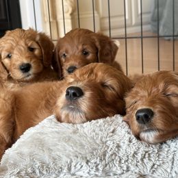 Goldendoodle Puppies from Ankeny Doodles