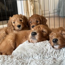 Goldendoodle Puppies from Ankeny Doodles