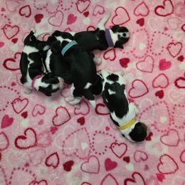 Cavalier King Charles Spaniel Puppies from Angels and Nobility Cavaliers