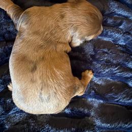 Merry - Dapple female Dachshund puppy in Tonopah, Arizona from Brandie's Dachshunds