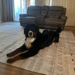 Guy - Bernese Mountain Dog