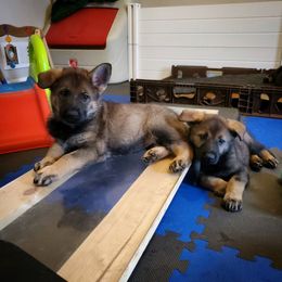 German Shepherd Puppies from Evansstadt German Shepherds