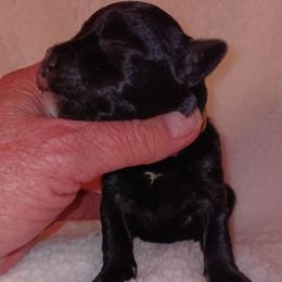 Majic - Black male Miniature Schnauzer puppy in Midland, Texas from Shebbies Puppy Palace
