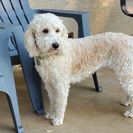 Goldendoodle All Grown Up from Doodles of Colorado