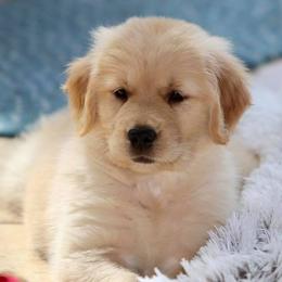 Golden Retrievers from Supersweet Golden Retrievers