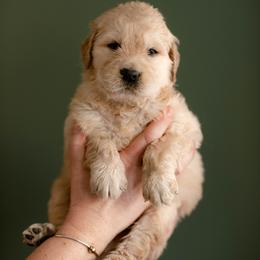 German Shepherd, Goldendoodle, and Golden Retriever Puppies from Silver Pines Pups