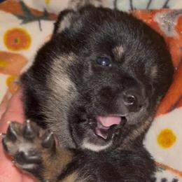Pluto - Black and tan male Shiba Inu puppy in Clewiston, Florida from Animal Farm Shiba Inus & Mameshibas