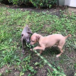 Italian Greyhound and Pekingese Puppies from Oremor's