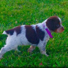 French Brittany Puppies from Solitaire kennel / French Brittanies
