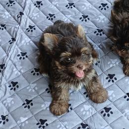 Boy 3 - Chocolate and tan male Yorkshire Terrier puppy in Jamestown, Tennessee from Green Ridge