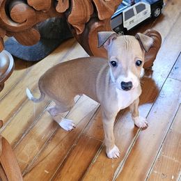 Snip - Red male Italian Greyhound puppy in Phillips, Maine from Maplewood Italian Greyhounds