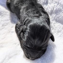 Pink collar - Black and white female Aussiedoodle puppy in Coulee City, Washington from Mr and Mrs Doodle Farm