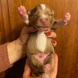 Leaf - Red merle male Miniature Australian Shepherd puppy in Marysville, Washington from Garay Mini Aussies