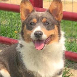Pembroke Welsh Corgis from Woodstock Street Stables