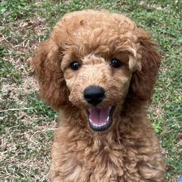 Poodles from StarShine Poodles