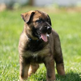 German Shepherd Puppies from Von Gonta Haus German Shepherds