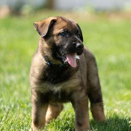 German Shepherd Puppies from Von Gonta Haus German Shepherds
