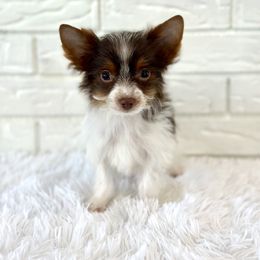 Leo - Chocolate tan and white male Biewer Terrier puppy in Greenwood, South Carolina from Sweet Southern Puppies