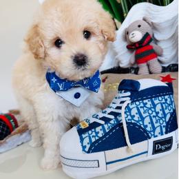 MAXI - Cream male Maltipoo puppy in Sugar Land, Texas from Celebrity Maltipoos