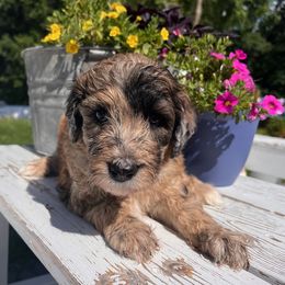 Mr. Blue - Red merle male Aussiedoodle puppy in Taylor, Missouri from Pawsitively Doodles