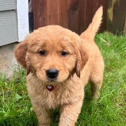 Golden Retriever Puppies from Poppy's Garden Golden Retrievers