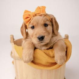 Lady - Dark golden female Golden Retriever puppy in Buhl, Idaho from Atkinson's Goldens