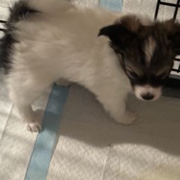 Betsy - White and sable female Papillon puppy in Plainville, Connecticut from Guardian’s Papillons