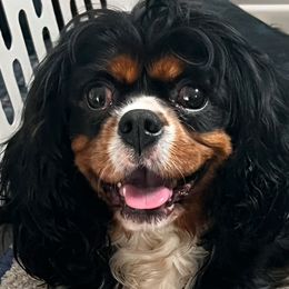 Lily Bell - Cavalier King Charles Spaniel