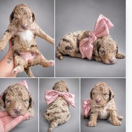 Petunia Pink - Merle female Goldendoodle puppy in Delphos, Ohio from Route 66 Poodles & Doodles, Sapphire Shih-tzu's of Ohio