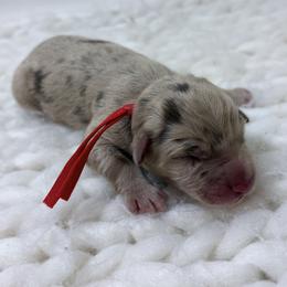 Red Collar - Red merle male Australian Shepherd puppy in San Marcos, California from Faith Family Freedom Farm