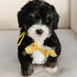 'Russet' Yellow Collar Male - Tri-color male Bernedoodle puppy in Kamas, Utah from A + E Farms