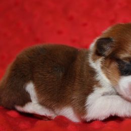 Pembroke Welsh Corgi Puppies from Tri-Star Stock Farm