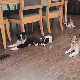 Shetland Sheepdog Puppies from DK'S Sassy River Shelties
