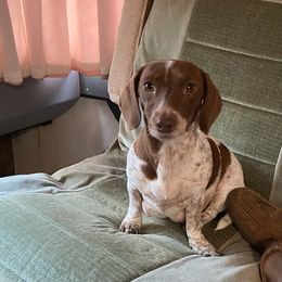 Dachshunds from Dana’s Little Doxies