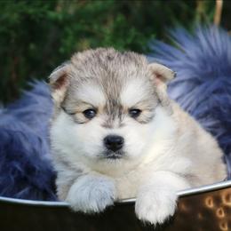 Elm - Gray and white male Pomsky puppy in Missouri from Husky Hill Kennel