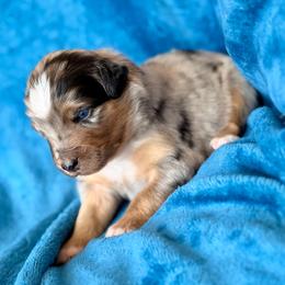 Blue collar - Blue merle male Miniature Australian Shepherd puppy in 32046, Florida from River Hill Ranch