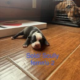 1 - Brindle and white female Staffordshire Bull Terrier puppy in Longview, Texas from PWH Farms