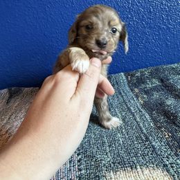 Girl 2 - Dapple female Dachshund puppy in Umatilla County, Oregon from Divine Dogs